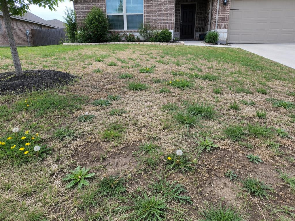 Before: front yard
