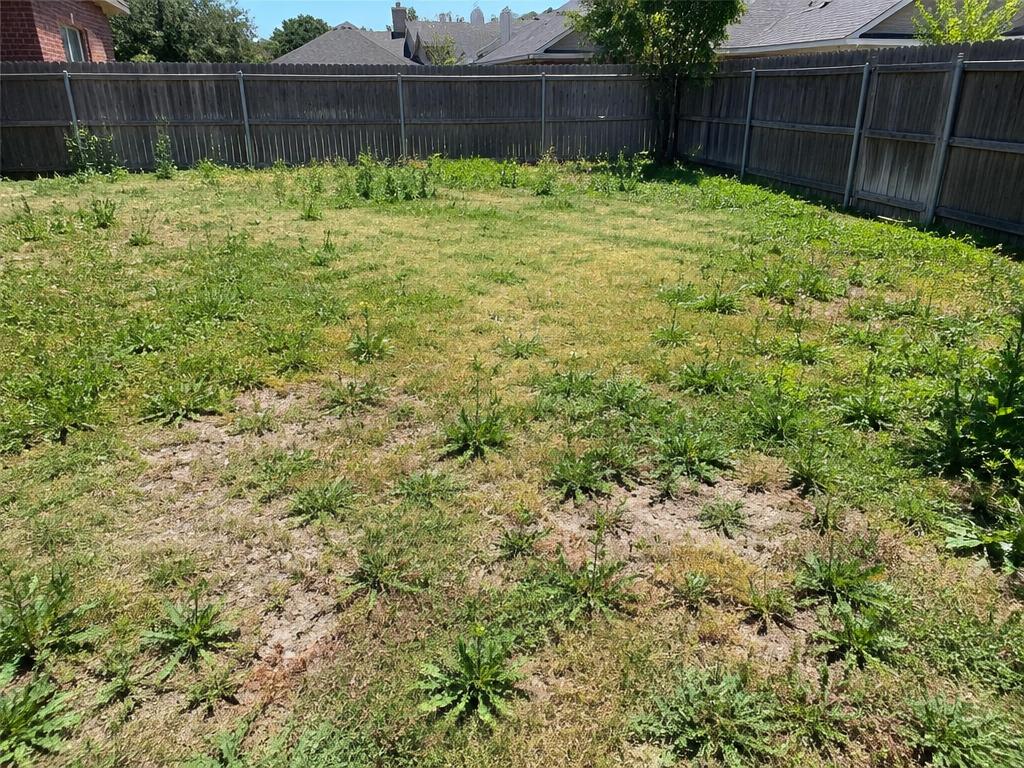 Before: backyard