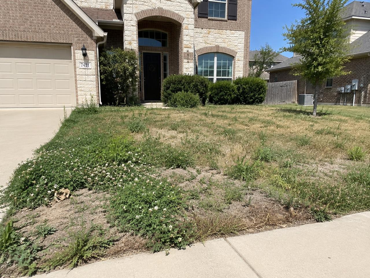 Before: front lawn