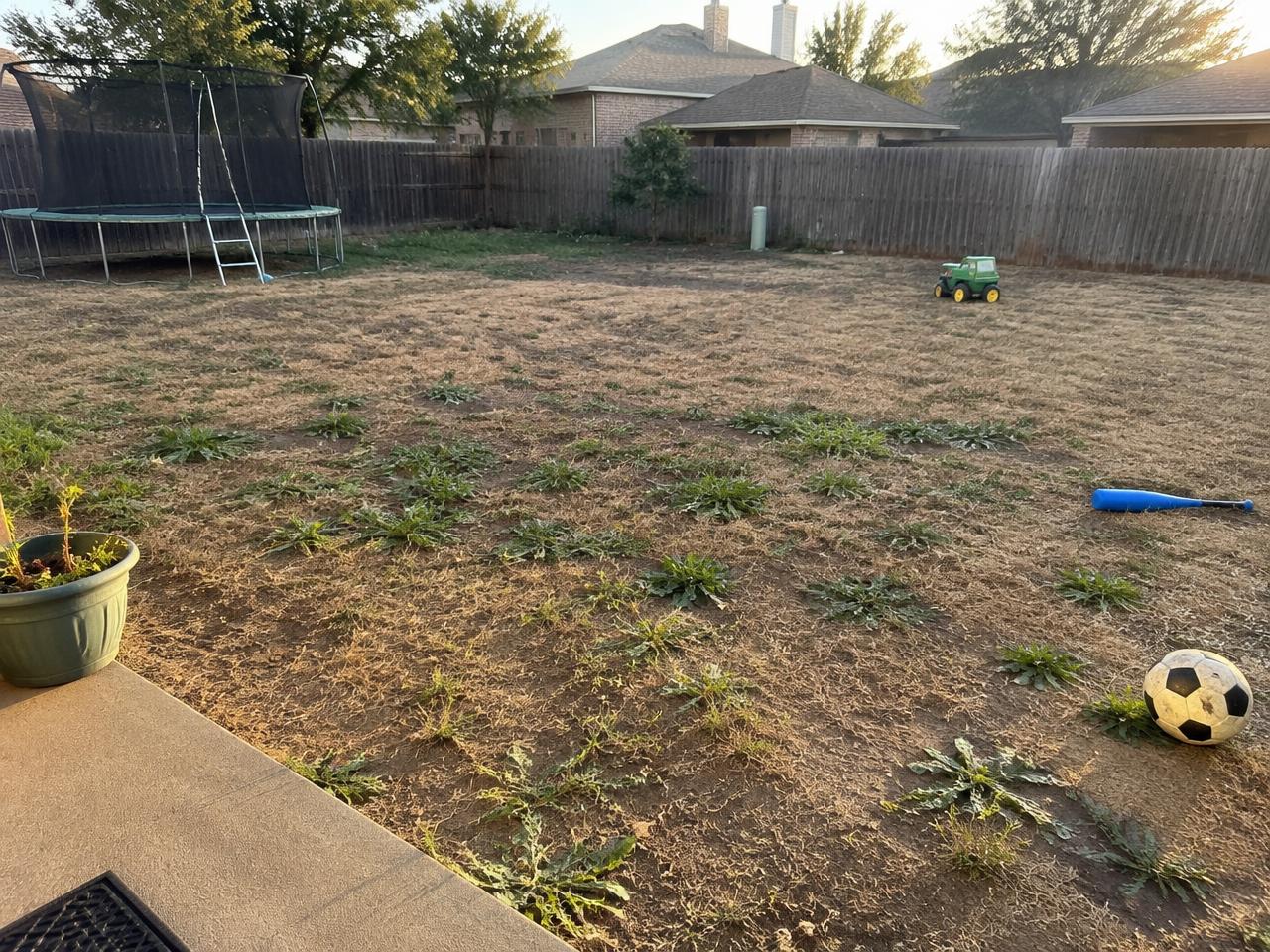 Before: family backyard
